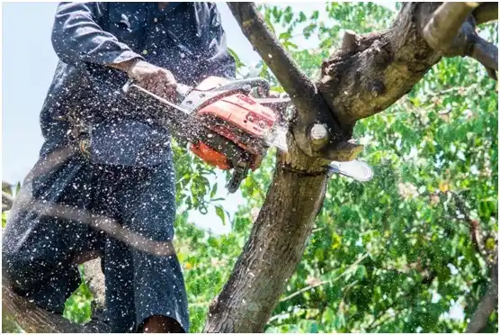 tree services Kennett Square